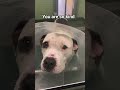A moment to connect with yoursoul and you can donate anything to buy medicine#dog #viral #love #fypシ