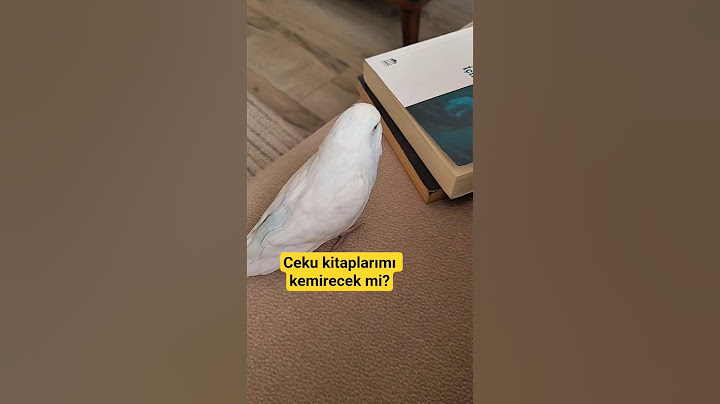 Will Ceku gnaw on my books?? #parakeet #budgie #birds #parrot #explore
