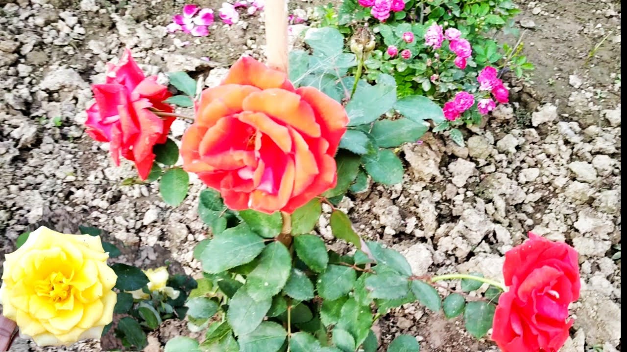 Rose plants 5 care tips for January to March गुलाब के नये पौधे से अधिक