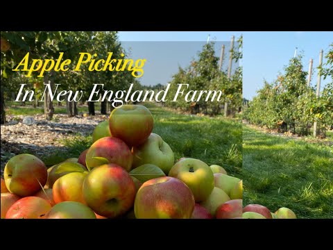 Video: Apple Picking in New England - Pick Your Own Apples