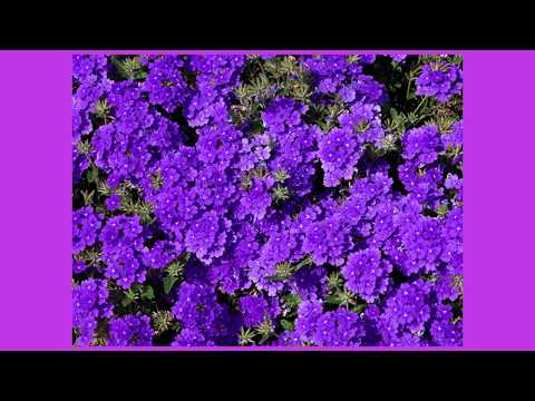 أبو إسحاق إبراهيم بن ميمون بن بهلول الزواوي