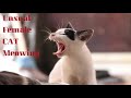 Unusual Female Cat Meowing | Will Make Male Cats Go Crazy 2020
