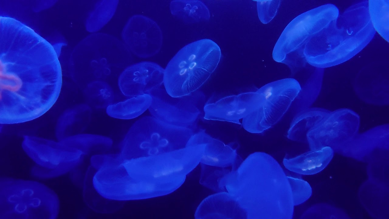 加茂水族館の世界一大きな クラゲの水槽です ４k映像 Youtube