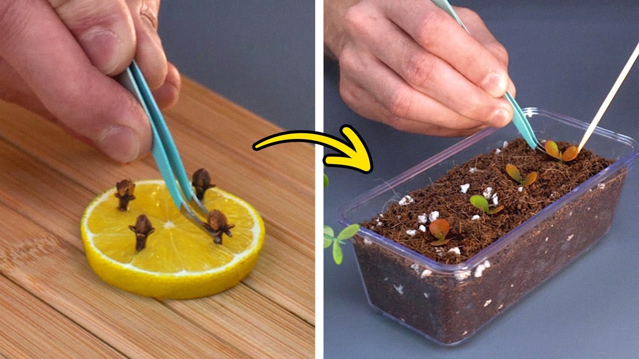 How to Grow Plants with Simple tricks. Garden hacks for everyone - YouTube
