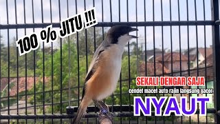 cendet gacor FULL MATERI PANJANG MEWAH AMPUH,, PANCINGAN CENDET AGAR BUNYI buat BURUNG PENTET GACOR