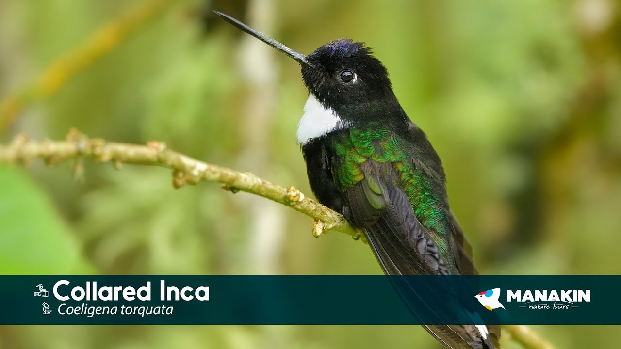 Collared Inca - Birds of Colombia - Manakin Nature Tours