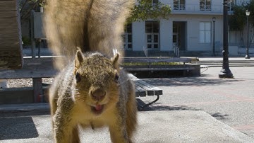 Fox squirrels roam through UC Berkeley