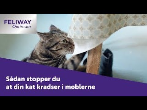 Video: 5 måder at hjælpe din kat med at spytte pelsbolde op