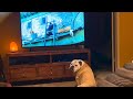 Bulldog Sees Mouse on TV, Has Amazing Reaction