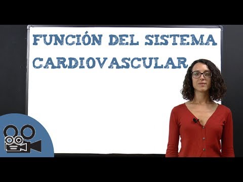 Función del sistema cardiovascular