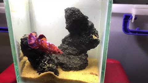 Combo nuôi cá Betta mini rất đẹp | Cá Cảnh Nhật Toàn Gò Công 0977022281