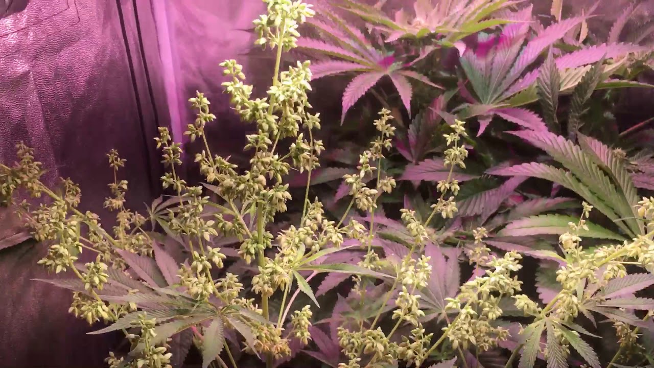 Pollen chucking