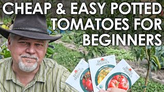 CHEAP & EASY Tomato Growing in Pots for BEGINNERS || Black Gumbo