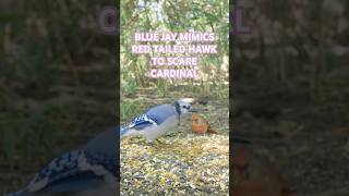 Watch This Blue Jay Imitate A Red Tailed Hawk To Scare A Cardinal