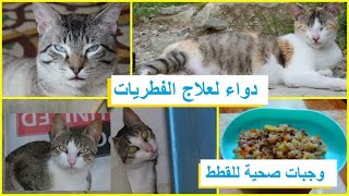 علاج الفطريات عند القطط / وجبات صحية للقطط / غرفة نوم القطط