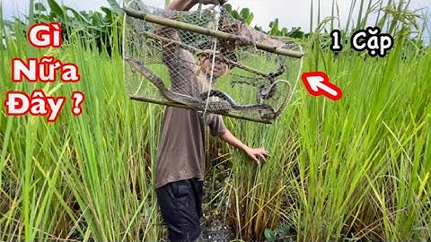 Lạnh Run Người Khi Thăm Lờ – Cá Dính Toàn Rắn Và Cá Lóc Khủng