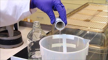 Making Transgenic Xenopus laevis: Washing Eggs with 1X MMR