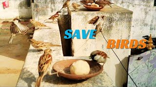Save Sparrows (Birds) | Sparrow Feeding | Love Birds | #birds #birdsfood #sgfoodmagnet #sparrow
