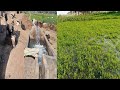 Watered the fodder today i shahzaib muneer vlogs