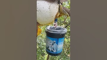 Lấy mật ong rừng nguyên chất