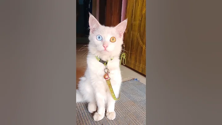 Video 8696121: persiancat persians, persiancat cat pets, persiancat cats catlover, persiancat cat pets animals, eyes cat persiancat, blue eyes persian cat