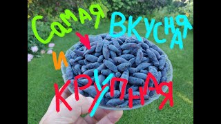 Самые крупные и вкусные сорта жимолости в Московской области. Восторг, Югана, Дочь великана и др.