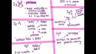 Igm Iga Igd Igg Ige