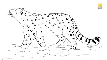 Snow leopard drawing II How to draw Snow leopard drawing step by step II #artjanag