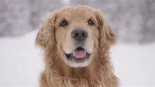 Top Dog Film Festival 2018 full trailer au Top Dog Film Festival 2018 full trailer au