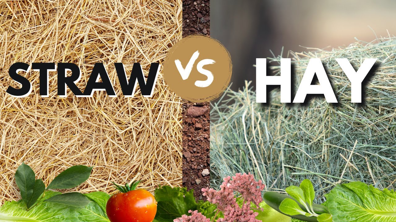 Straw Vs Hay For Garden Mulch & Compost. What Is the Difference? Why Is One  Potentially Harmful! 