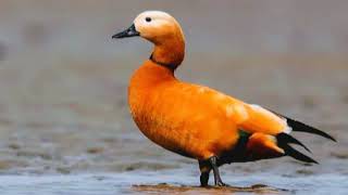 Kırmızı Kuşaklı Ördek Ruddy Shelduck 