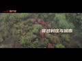 伴着周深《亲爱的旅人啊》看野生象群回家 China&#39;s 15 abnormally migrating elephants all return south safely 20210809