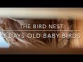 The Bird Nest - 3 days old baby birds