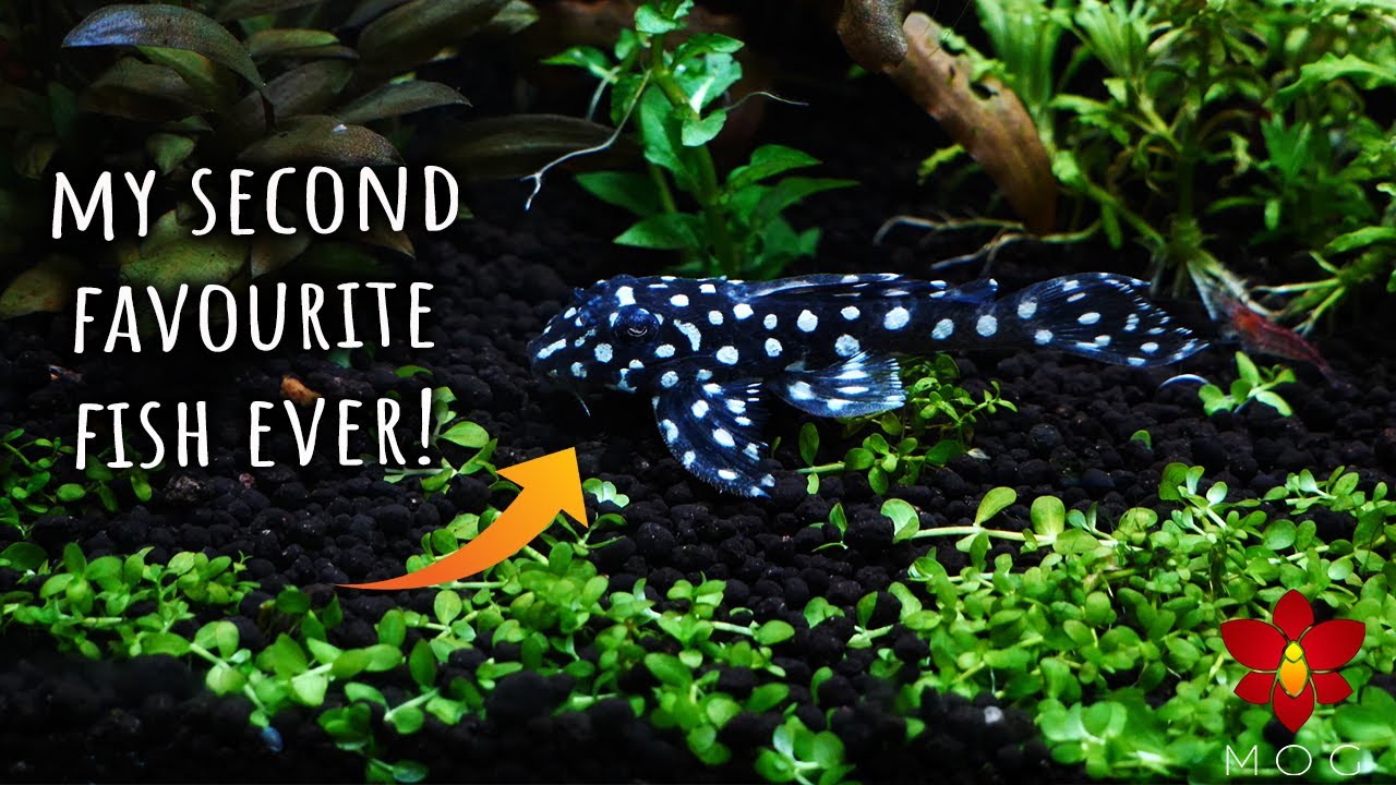 I wanted this fish so much! Finally I have Snowball Plecos 🥳