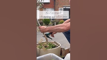 Olive tree trunk chop #bonsaitree #bonsai #bonsaiuk