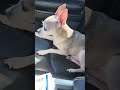 Little dog tries to open the door. #shorts