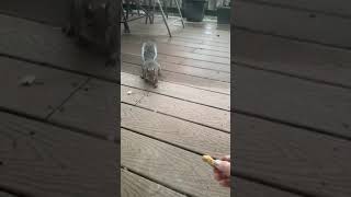 The squirrel came to the veranda and eats from your hands #short