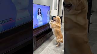 Cute dog dancing 🐶😻 #cute #dog #funny #fyp p03