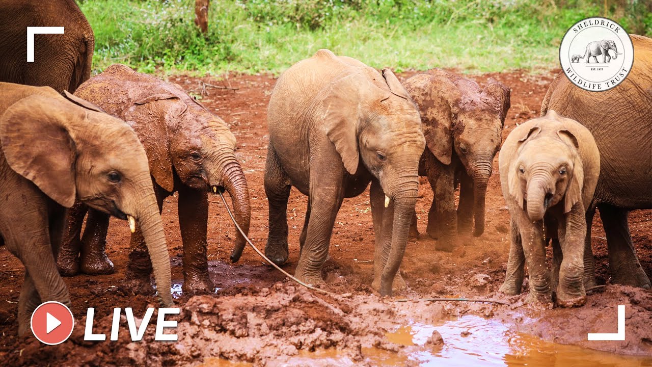 Nairobi Nursery elephant milk feed 17th August 2020 Sheldrick Trust