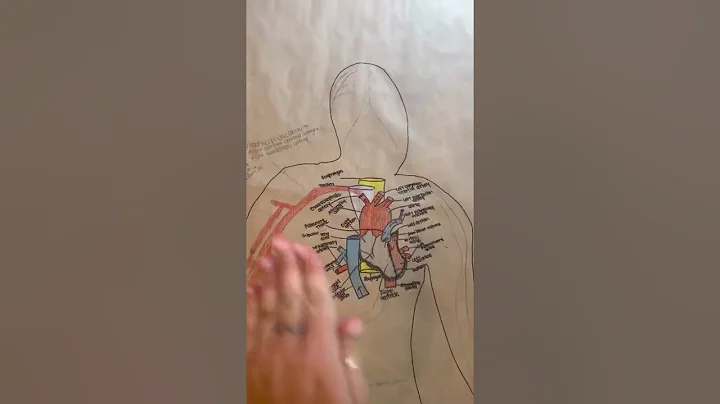 Vascular Body (not completed) BIO 139- Amy Embry