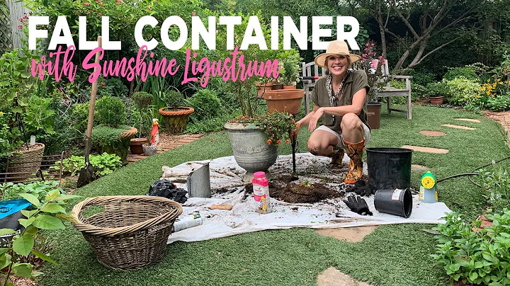 Planting Fall Containers with Sunshine Ligustrum