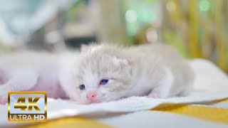 Too Cute Kittens 4K 😻 Can’t Stop Watching ~ Relaxing Piano Music & Cat Purr ~Stress & Anxiety Relief by Healing Cats Relaxing Music 465 views 7 months ago 3 hours