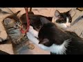 Calm And Patience Mother Cat With Her 2 Unstoppable Kittens