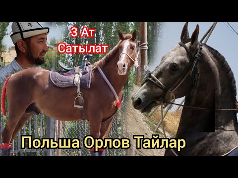 Video: Польша Орусияда өндүрүлгөн тик учактарды модернизациялоонун жаңы вариантын сунуштоодо