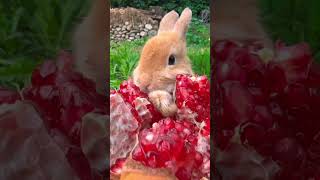 Pomegranate Lovers Are Going Crazy Over This Adorable Bunny