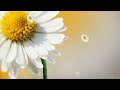 Футаж ЦВЕТОЧНЫЙ -2 Floral Footage-2