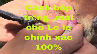 Phân biệt trống mái chim Le Le chính xác 100%-Cung cấp con giống  0949.394979 Toản