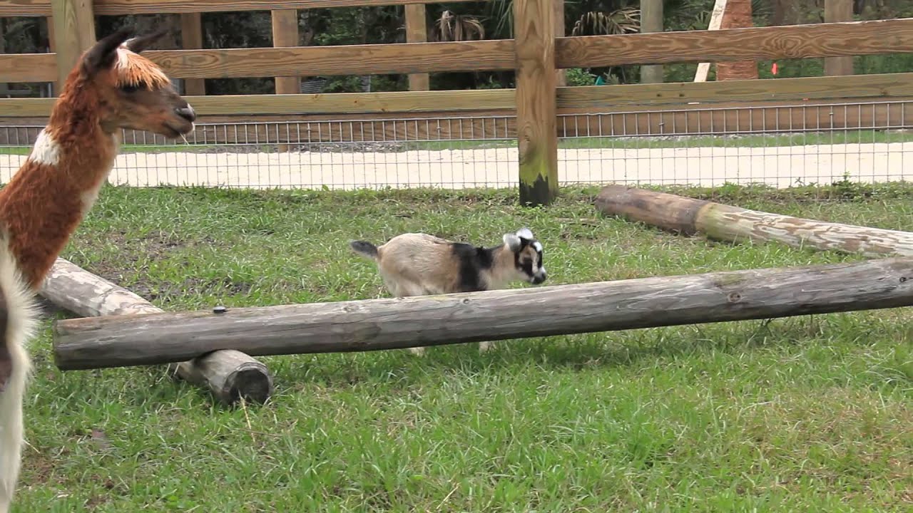 airboat tours near me Wild Florida's New Baby Goat