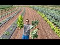 Our First Vegetable Harvest