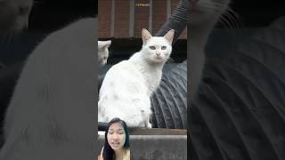 TINGGAL DI ATAP, KUCING INI BISA SELAMAY #catrescue #catstrategy #kucinglapar #kucinglahiran #kitten